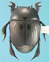 Neopachylopus sulcifrons - photo 3