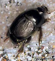 Neopachylopus sulcifrons - photo 4