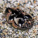 Neopachylopus sulcifrons - photo 5