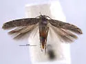 Neopalpa neonata - Hodges#2030.1 - photo 2