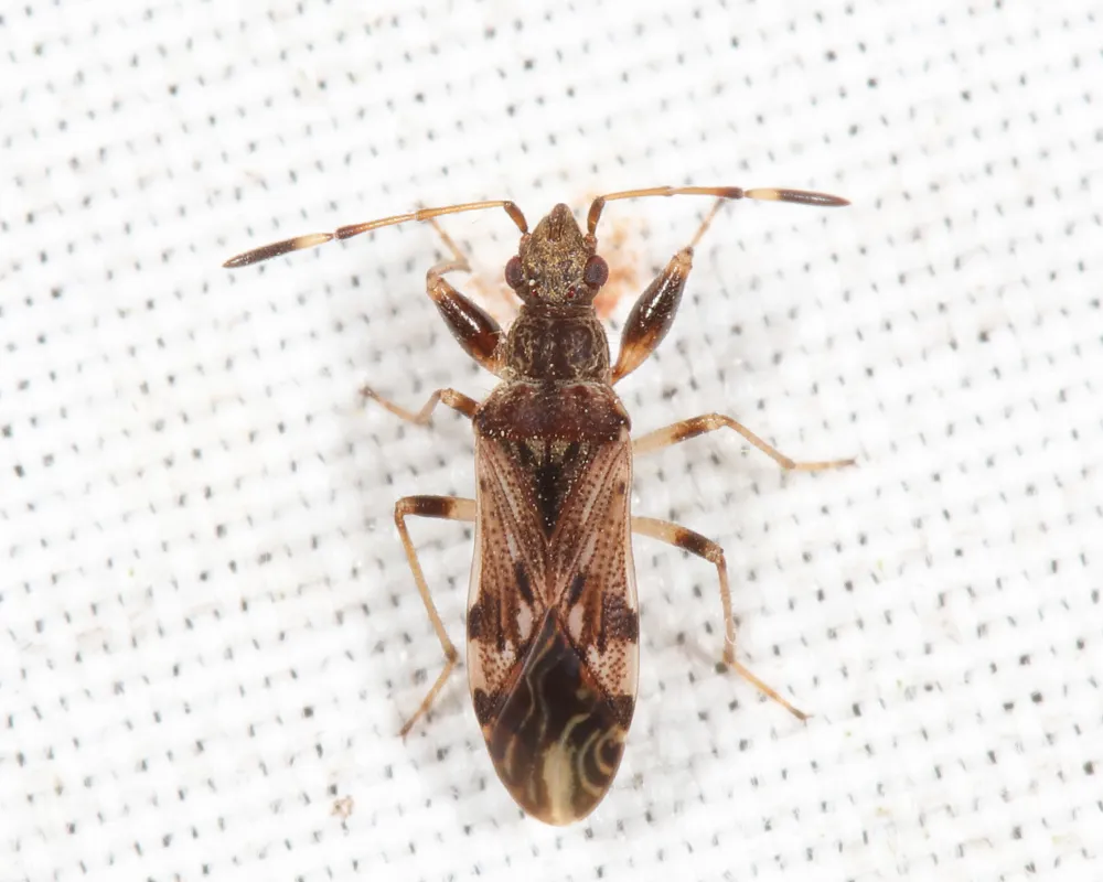 Neopamera albocincta - photo 2