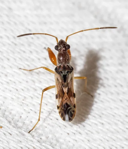 Neopamera bilobata - photo 2