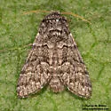 Neopanthea apanthea - Hodges#9183.1 - photo 2