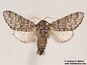 Neopanthea apanthea - Hodges#9183.1 - photo 3