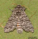 Neopanthea apanthea - Hodges#9183.1 - photo 4