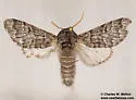 Neopanthea apanthea - Hodges#9183.1 - photo 5