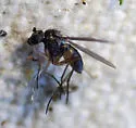 Neoparentia caudata - Neoparentia caudata