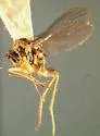 Neoparentia caudata - photo 2