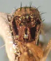 Neoparentia caudata - photo 4