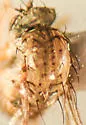 Neoparentia caudata - photo 5