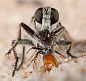 Neopasites fulviventris - photo 3