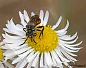 Neopasites fulviventris - photo 4