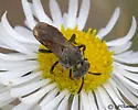 Neopasites fulviventris - photo 5