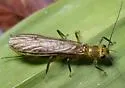 Neoperla clymene - photo 2