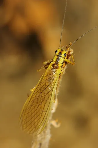 Neoperla coreensis - Neoperla coreensis