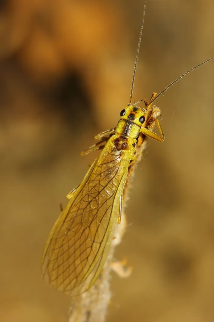 Neoperla coreensis - photo 2