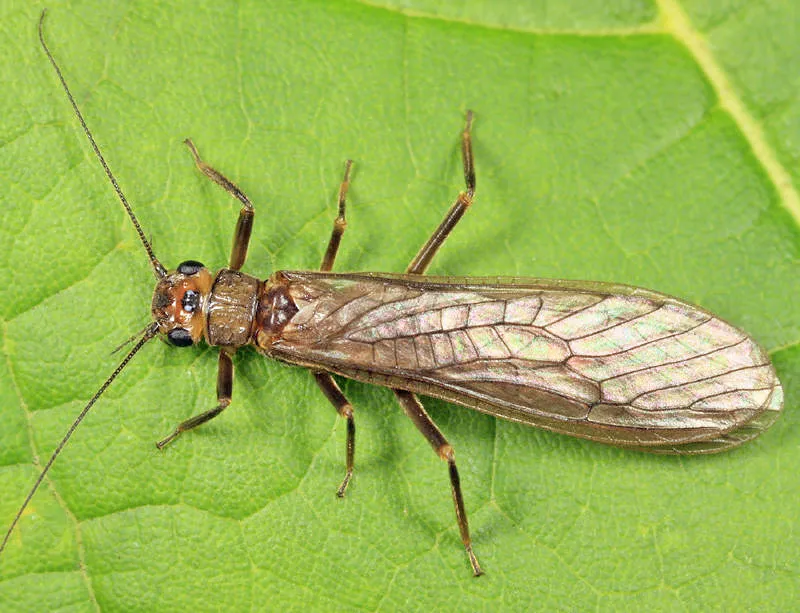 Neoperla mainensis - photo 2