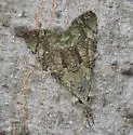 Neophaenis boucheri - Hodges#9628 - photo 2
