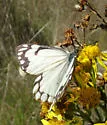 Pine White - Hodges#4187