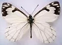Pine White - Hodges#4187 - photo 2