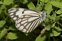 Pine White - Hodges#4187 - photo 3
