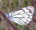 Pine White - Hodges#4187 - photo 4