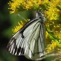 Pine White - Hodges#4187 - photo 5