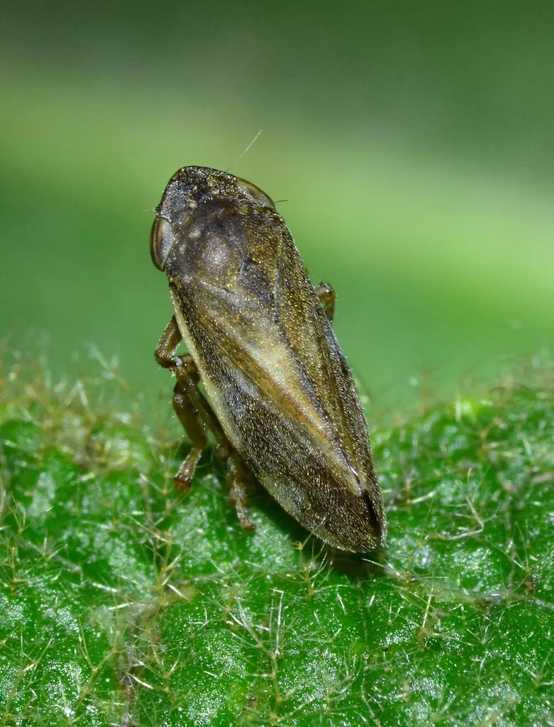 Neophilaenus campestris - photo 2