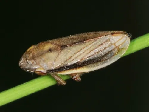Neophilaenus lineatus
