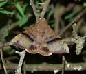 Neophisma tropicalis - Hodges#8722 - photo 2