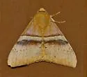 Neophisma tropicalis - Hodges#8722 - photo 3