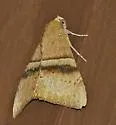 Neophisma tropicalis - Hodges#8722 - photo 4