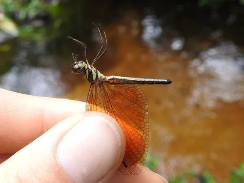 Neophyidae - Neophyidae