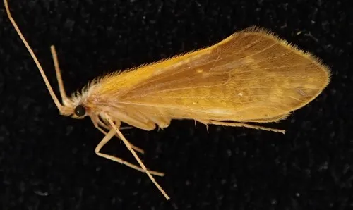 Neophylax aniqua