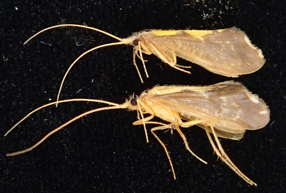 Neophylax concinnus - photo 2