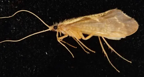 Neophylax consimilis