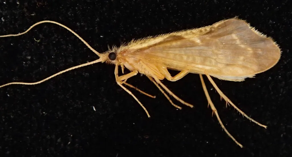 Neophylax consimilis - photo 3