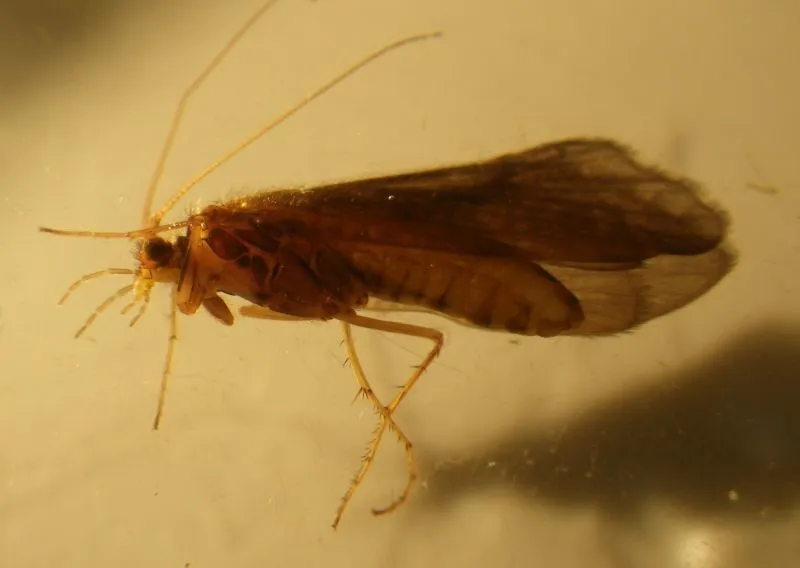 Neophylax fuscus