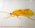 Kolodski's Caddisfly