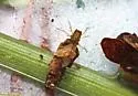 Neophylax mitchelli
