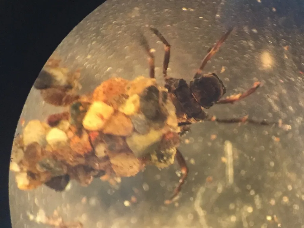 Neophylax occidentis - photo 2