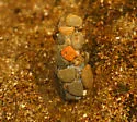 Neophylax rickeri