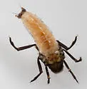 Neophylax rickeri - photo 2