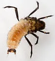 Neophylax rickeri - photo 4