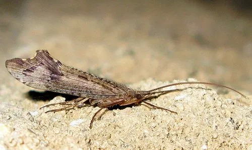 Neophylax splendens