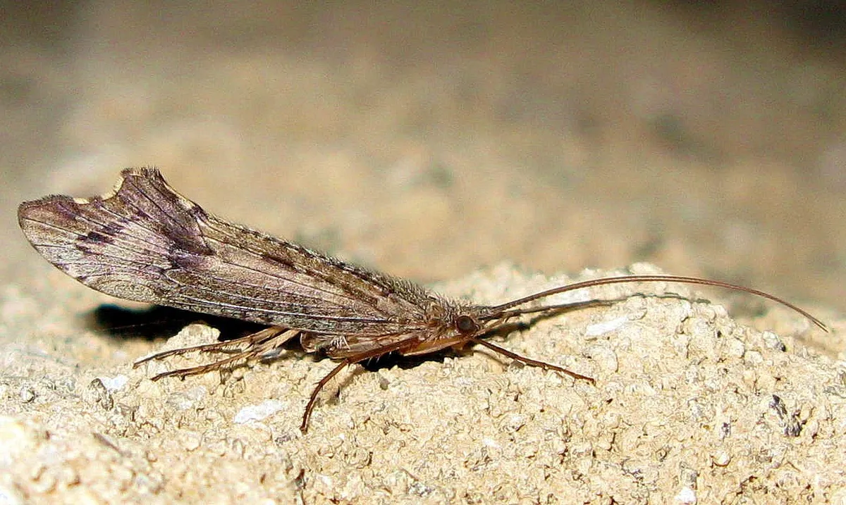 Neophylax splendens - photo 2