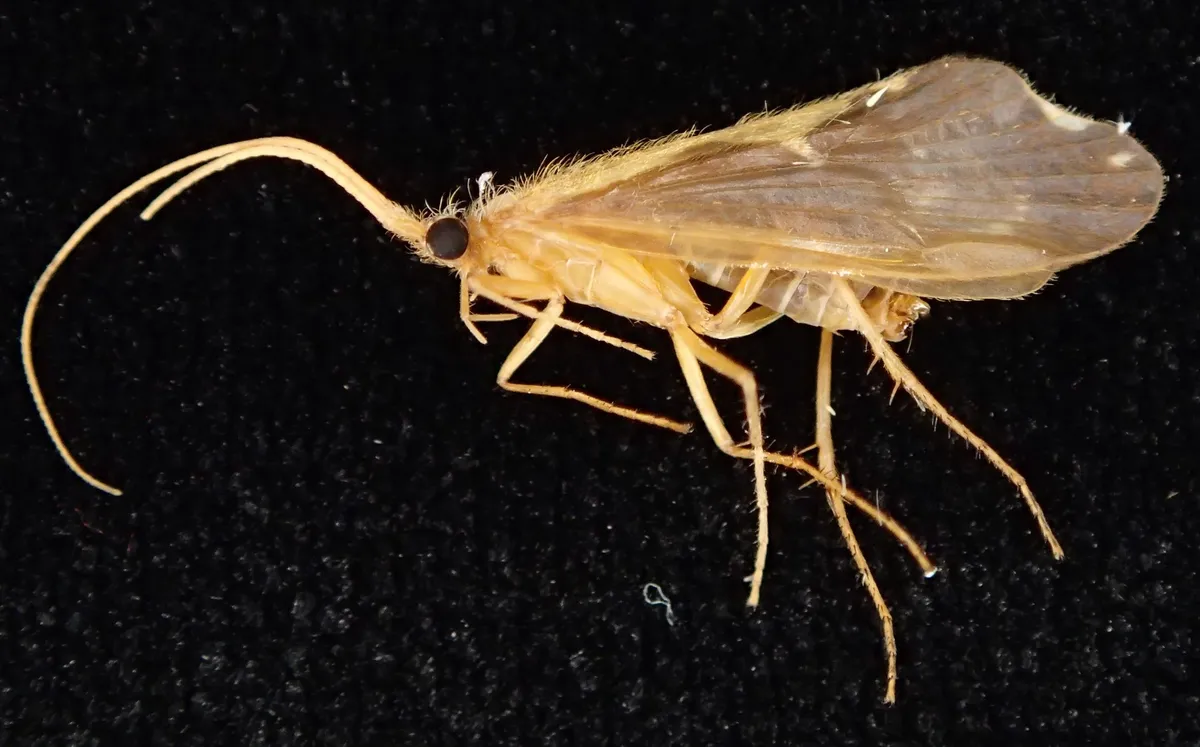Neophylax wigginsi