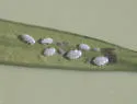 Podocarpus Aphid