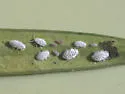 Podocarpus Aphid - photo 2