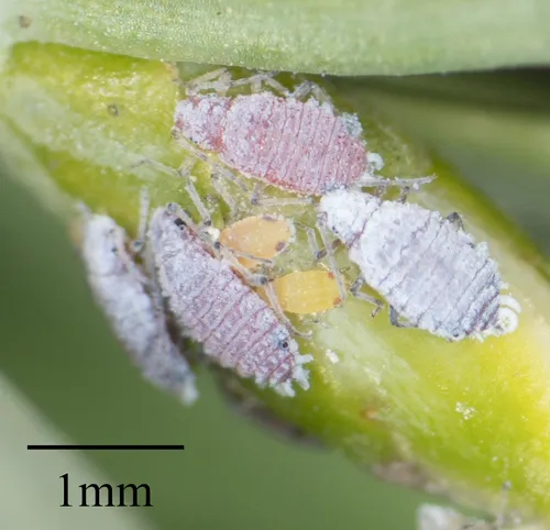 Varicolored Podocarp Aphid